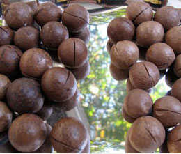 roasted_macadamia_nuts_which_has_been_sawn_by_macadamia_nuts_cutting_machine